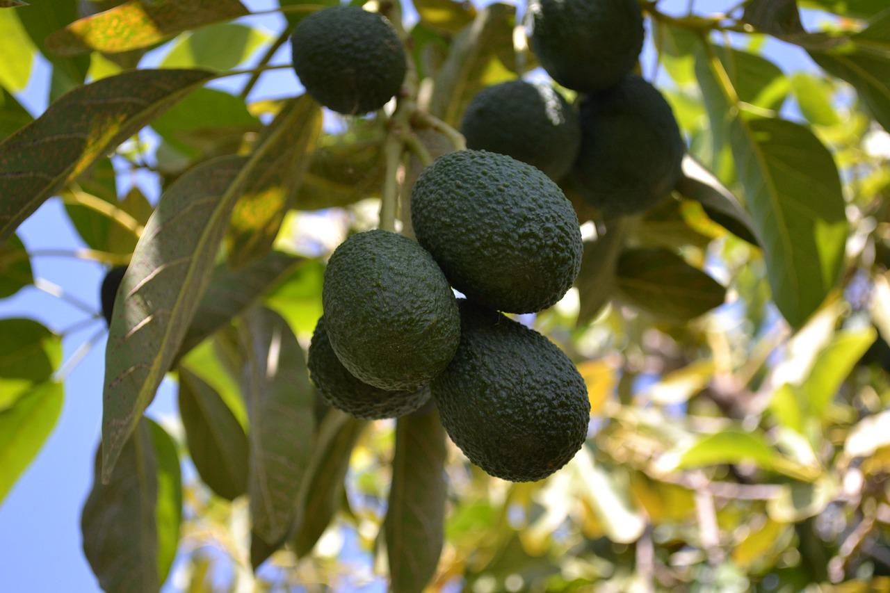 avocado, tree, green-2828639.jpg