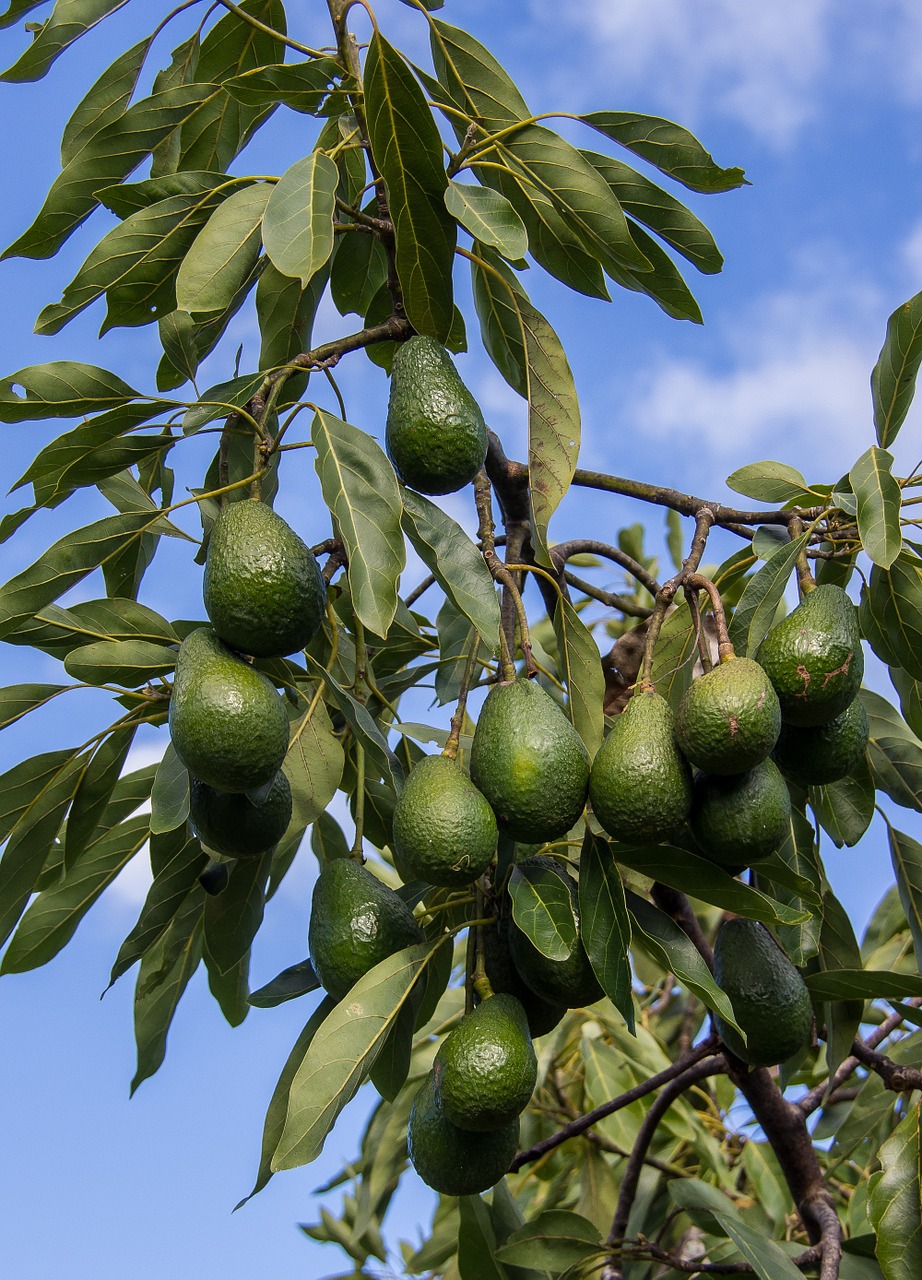 avocados, fruit, tree-1518880.jpg