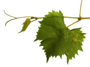 grapevine, vine tendrils, tendril-437245.jpg