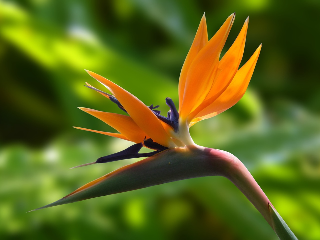 flower, bird of paradise, garden-236008.jpg